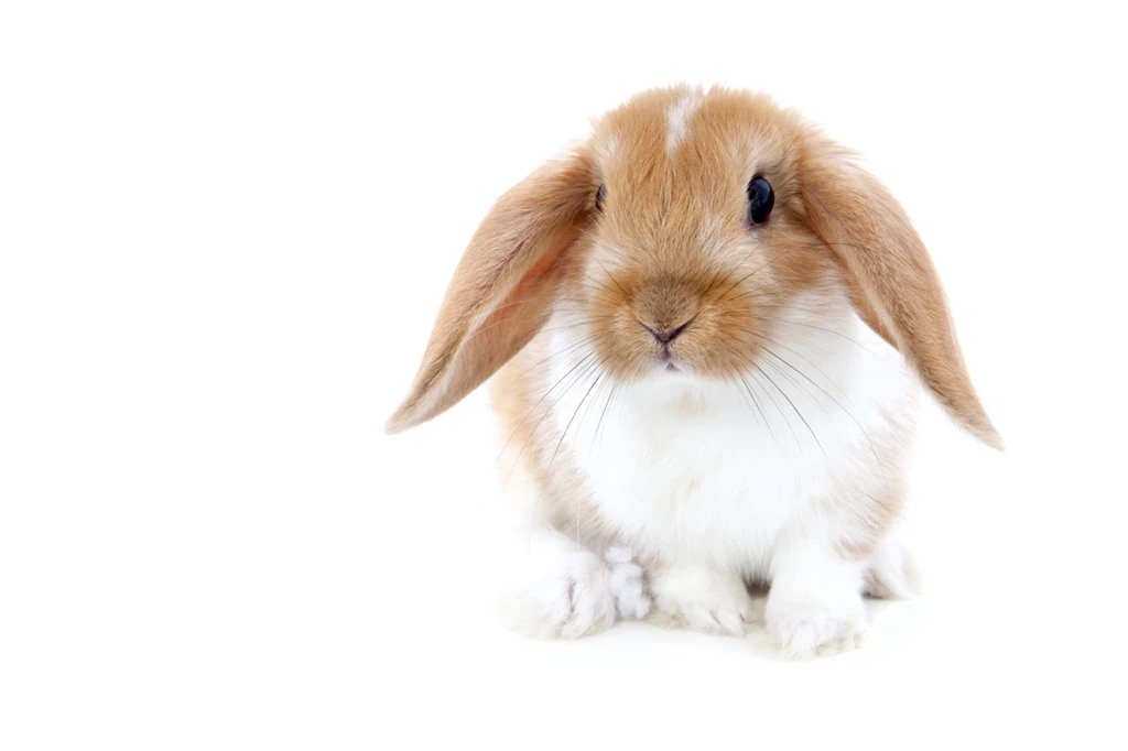 Hamtaro Bunny Bunnies Wallpapers