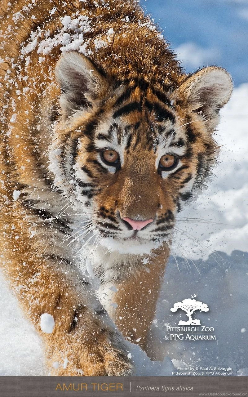 Download Cell Wallpapers Free