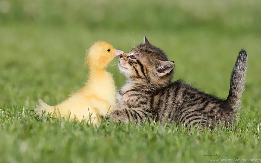 Duck and cat wallpapers.jpg