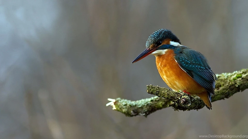 Kingfisher Bird HD Wallpapers