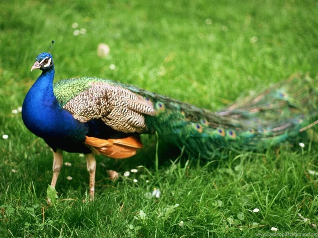 Beautiful Birds Desktop Backgrounds