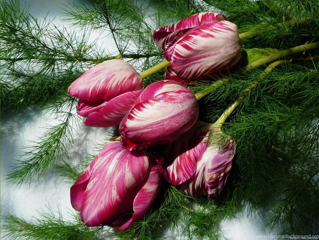 Flowers Wallpapers Archives Free Desktop Wallpapers, Wallpapers ...
