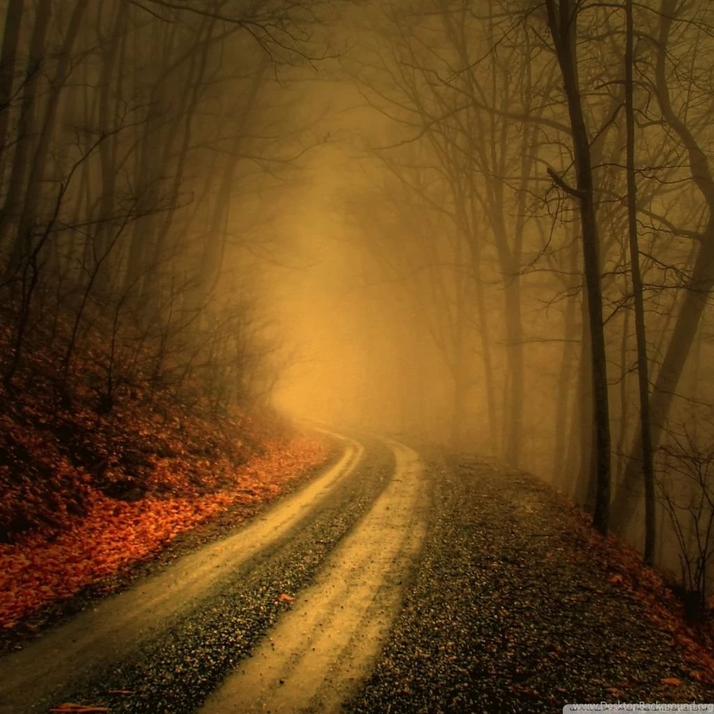 Mystique Forest HD Desktop Wallpapers : High Definition ...