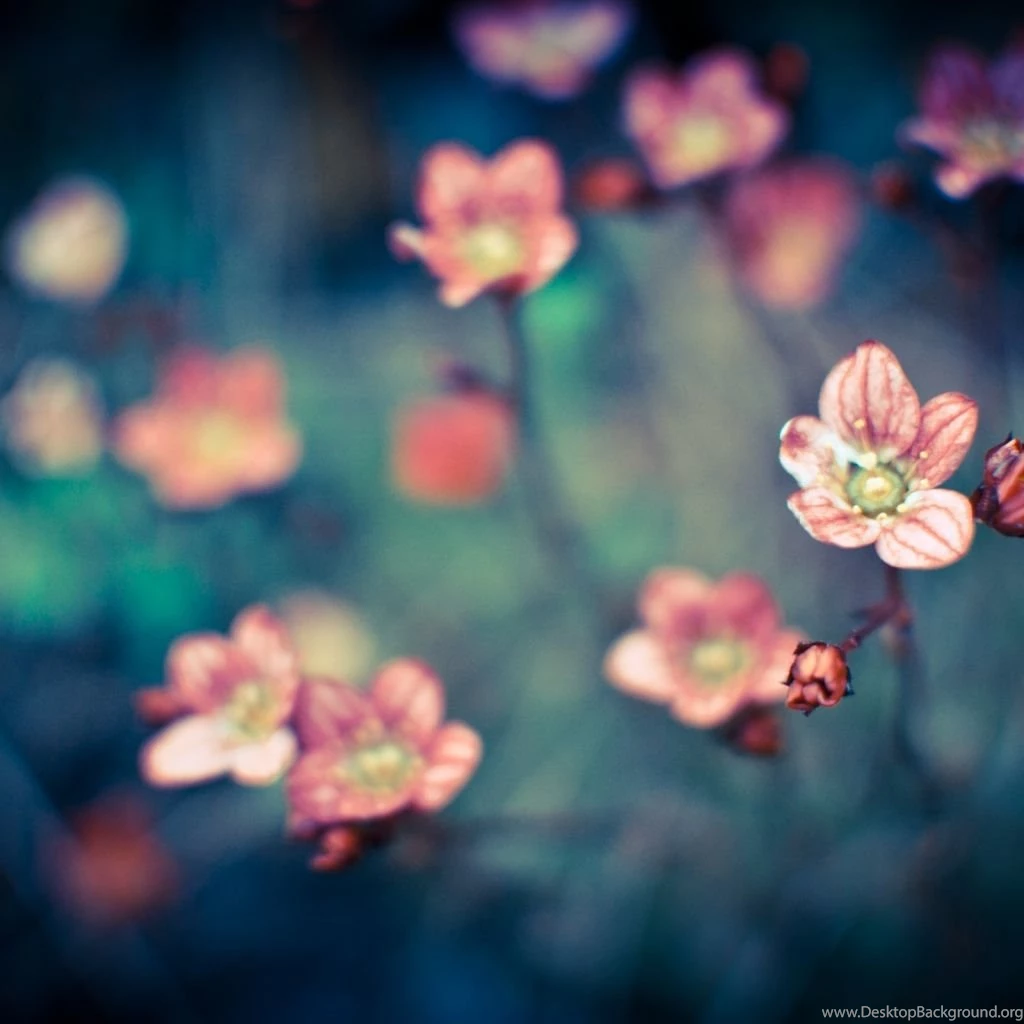 Cherry Flower 1024x1024 Wallpapers, 1024x1024 Wallpapers ...