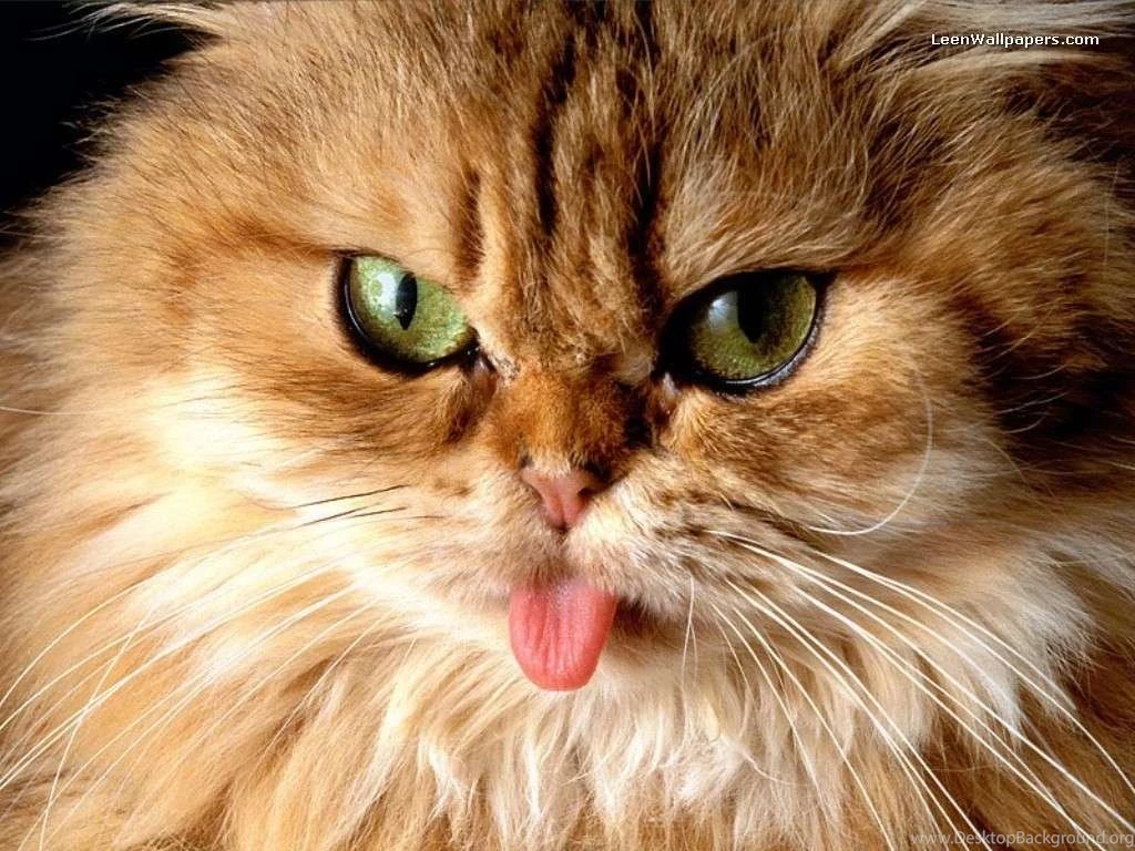 Funny Cat wallpaper hd Desktop