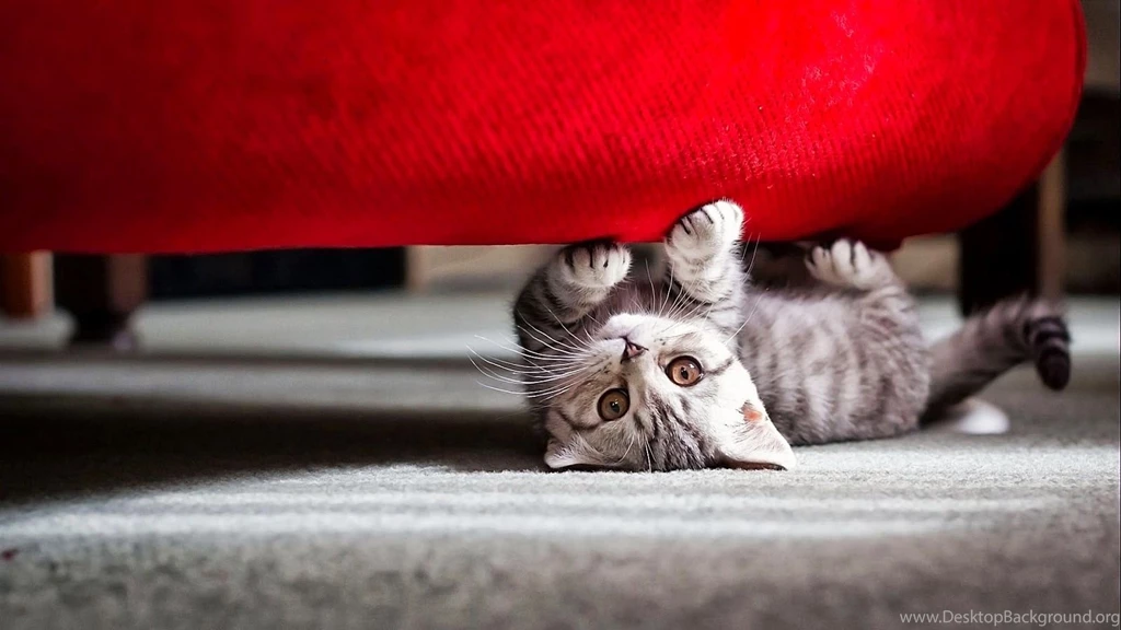 Cat Wallpapers