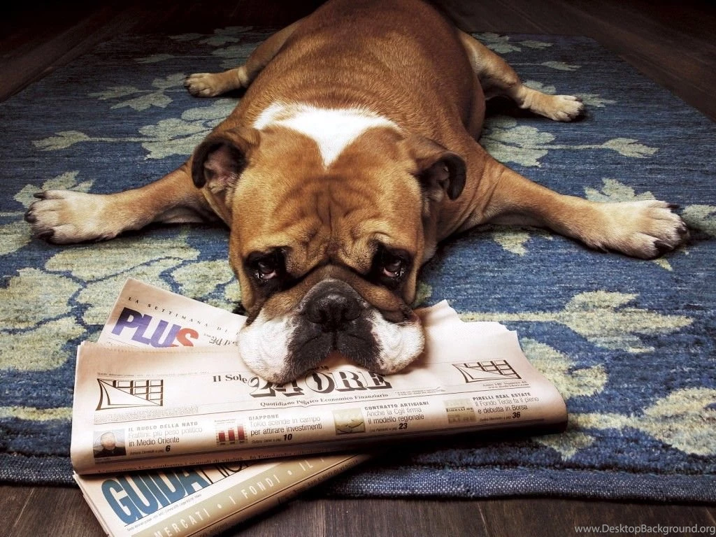 Newspaper Desktop Wallpapers Newspaper And Dog Photos Of Creating ...