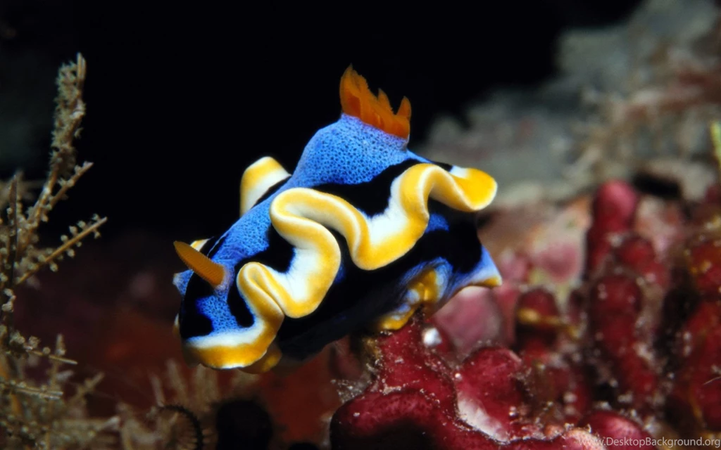 Download Unique Sea Life Water Wallpapers Free By Udhao.net