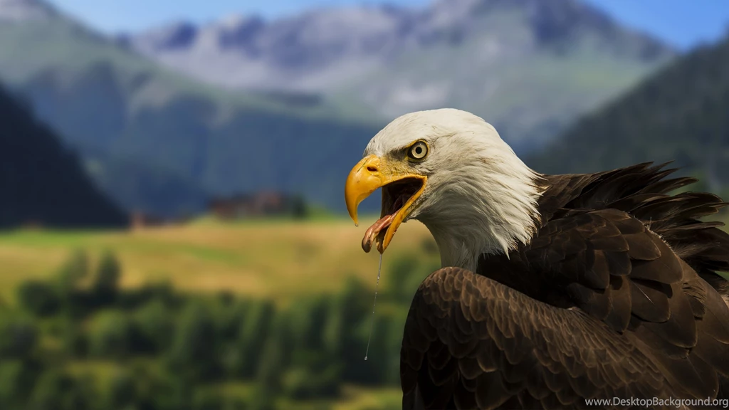 Impressive Bald Eagle Uhd Wallpapers   Ultra High Definition ...