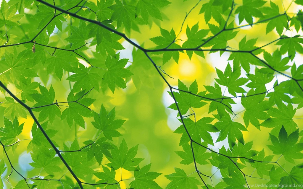 Color Wallpapers Archives Page 13 Of 59 WideWallpaper.info ...