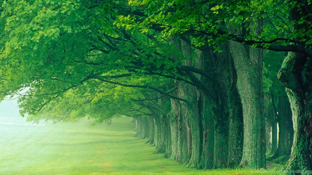 Green Wallpapers HD Download Backgrounds Free Images