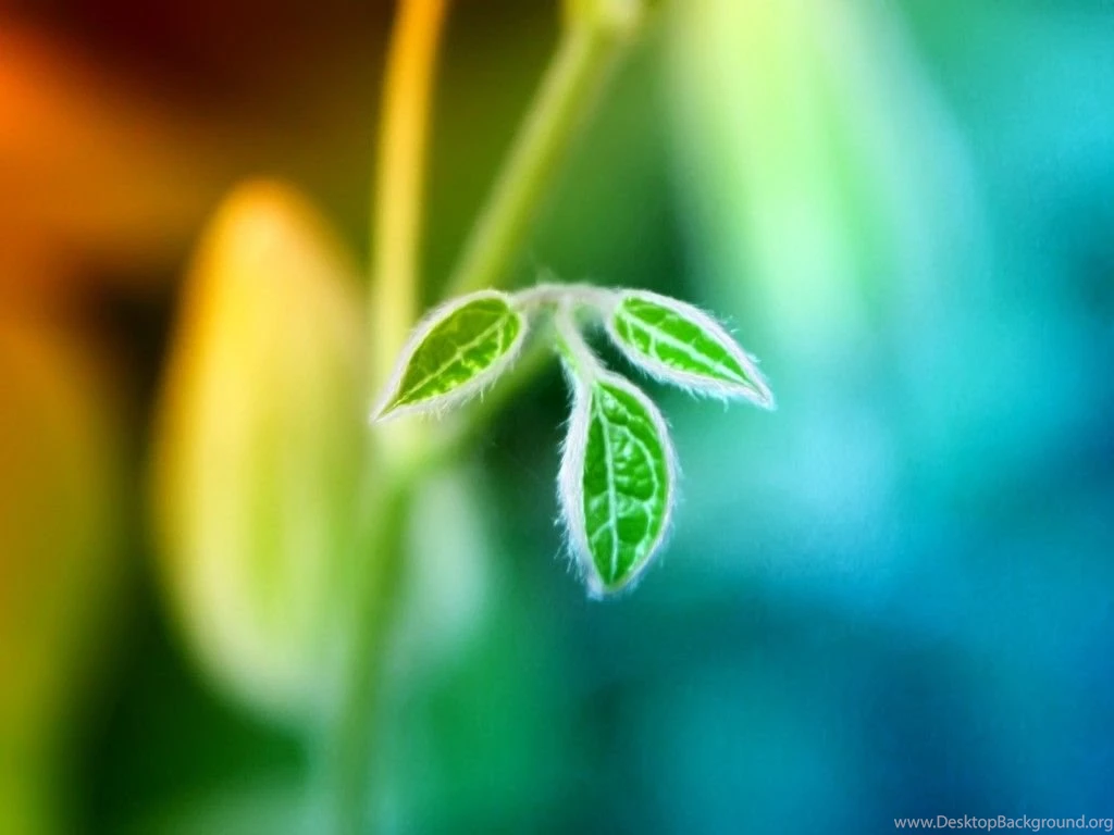 High Detail Leaf Wallpapers HD Wallpapers