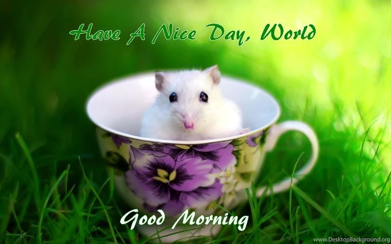 Good Morning Wallpapers Free Download