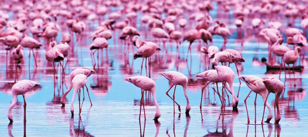 Flamingo Wallpapers