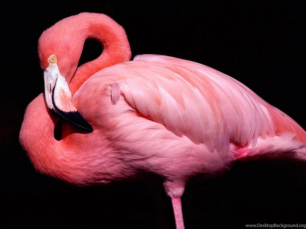 139 Flamingo HD Wallpapers