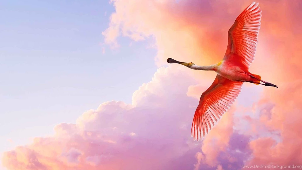 Pink Flamingos Beautiful Birds Wallpapers HD Best Collection