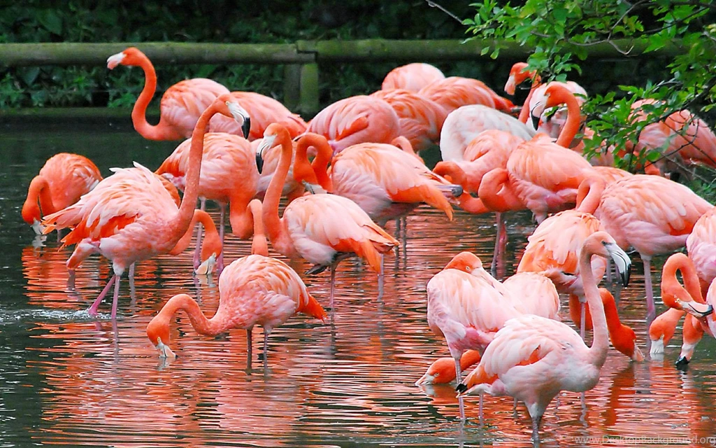 Flamingos Birds HD Wallpaper, Flamingos Birds Images, New Wallpapers