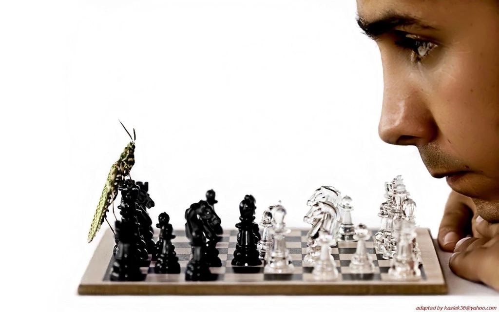 Insects Chess Men Funny Bug Chess Pieces Wallpapers