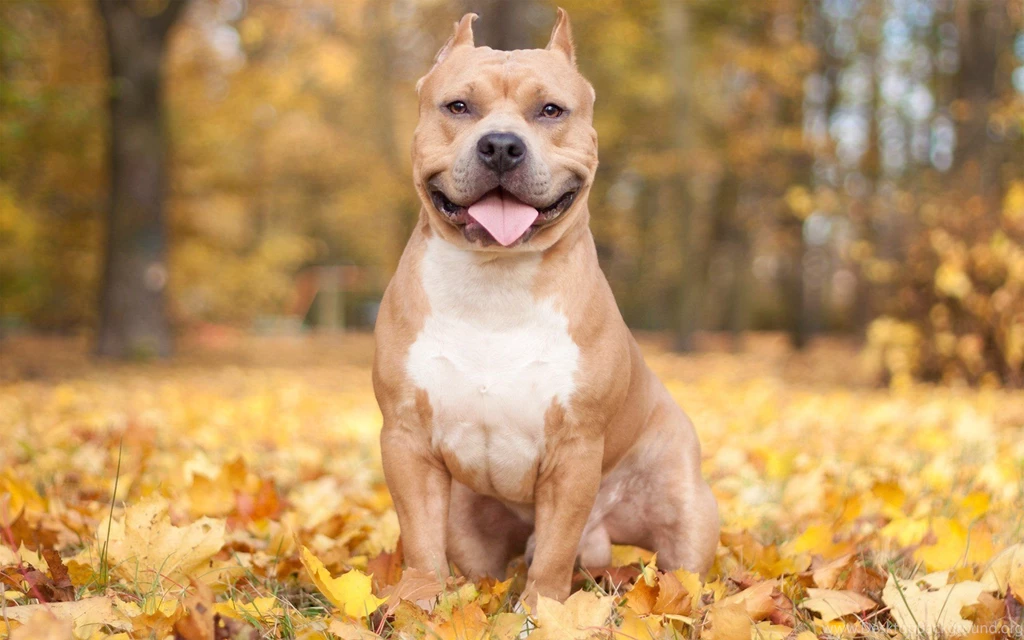Nature Autumn Animals Leaves Dogs Iron Pitbull Wallpapers ...
