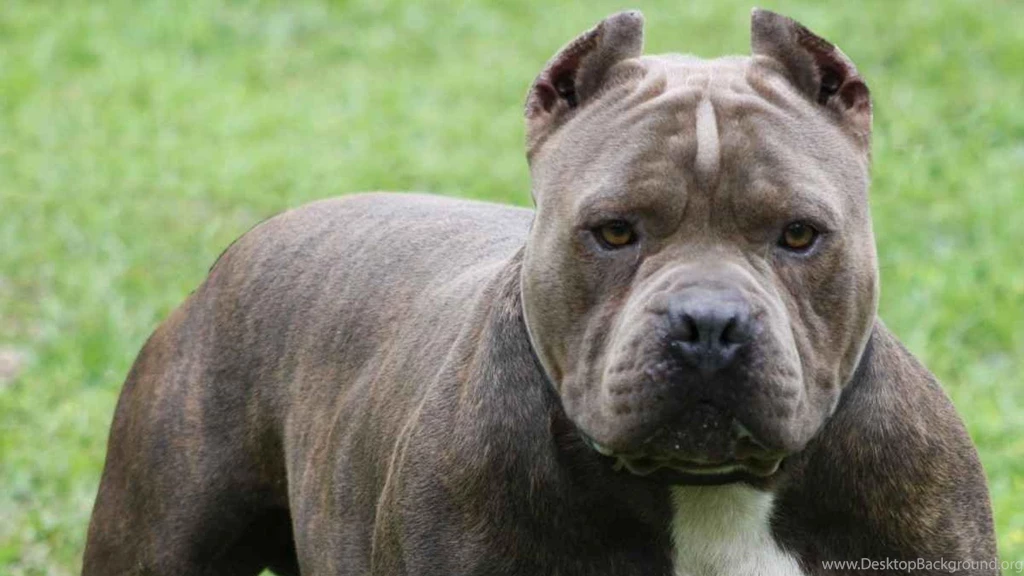 Pitbull Dog Pitbull Wallpapers Pictures (