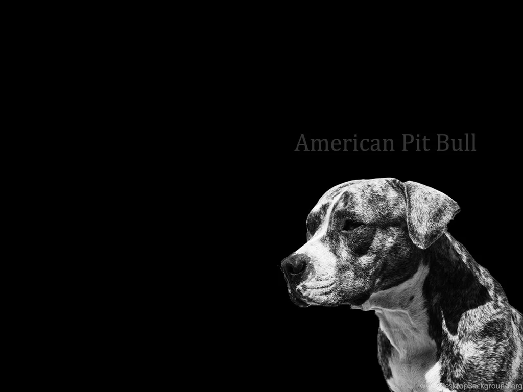 Desktop black pitbull puppy pics wallpaper.jpg