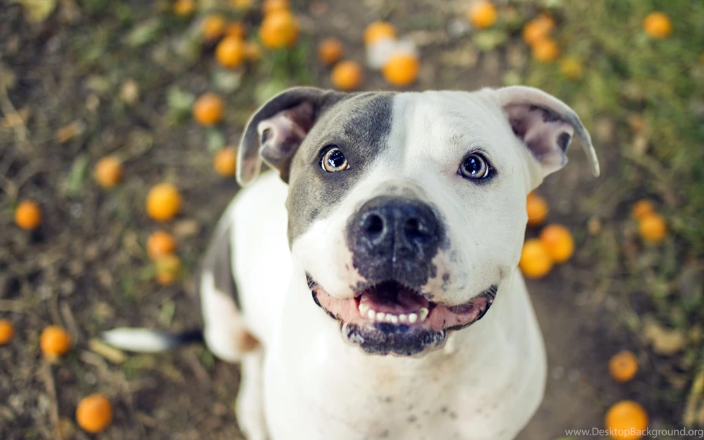 9 Pit Bull HD Wallpapers