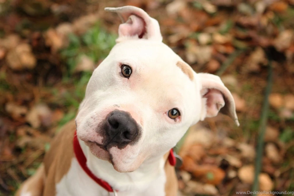 Pitbull Dog New Wallpapers