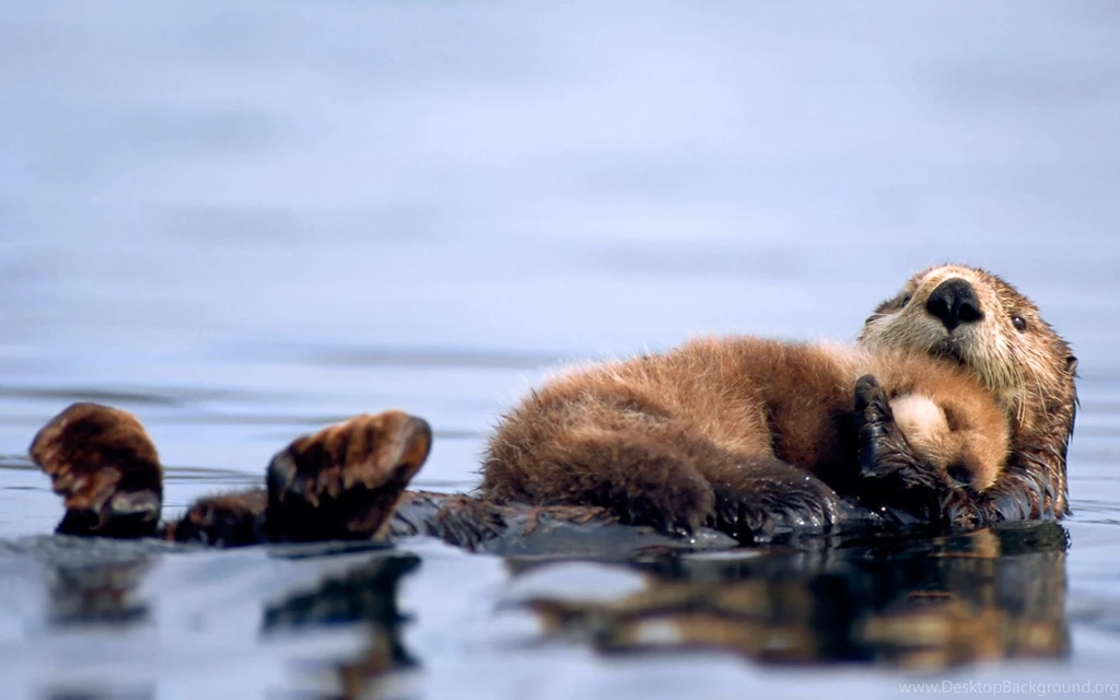 Baby Animals Wallpapers