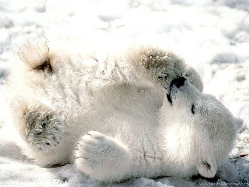 Give Your Desktop A New Best Friend With These Cute Baby Animal ...