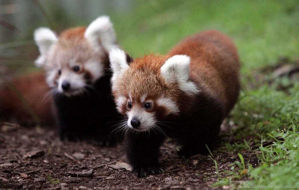 Gallery For Cute Baby Red Panda Wallpapers