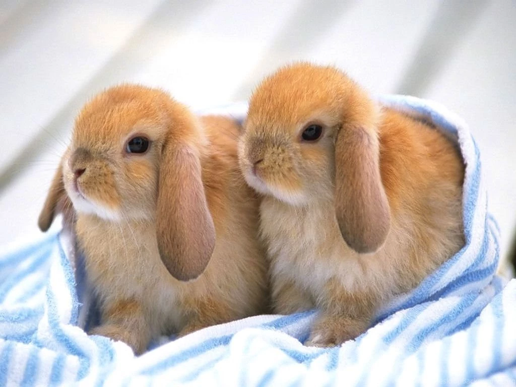 Animals Photography Beautiful Animals Wallpapers Desktop Background