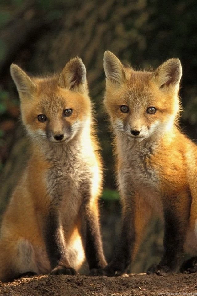 20 Cute Baby Animal Pictures : Download Free iPhone Wallpapers