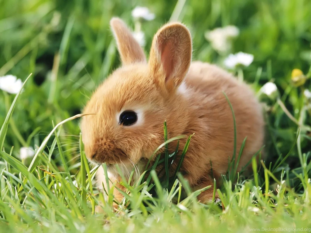 17646) Baby Animal Full HD Pics Wallpapers WalOps.com