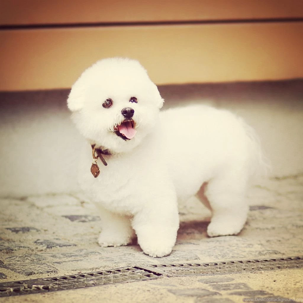 Dog wallpaper for ipad mini 140807 4.jpg