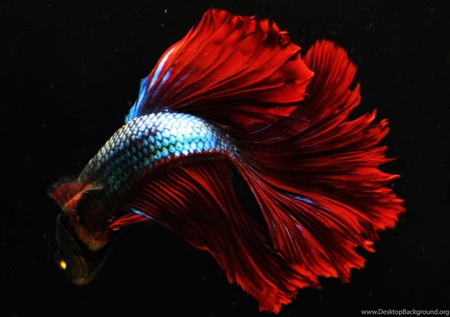 Karma Rosetail Betta By DarkMoon17 On DeviantArt