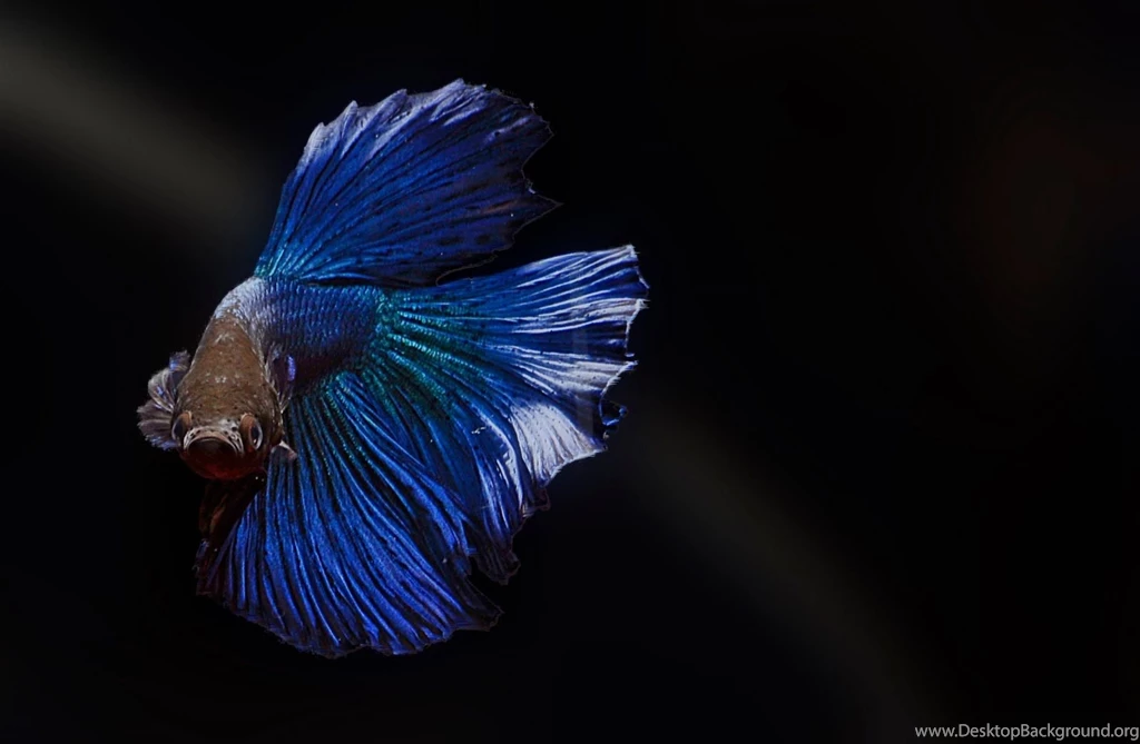 Betta Splendens