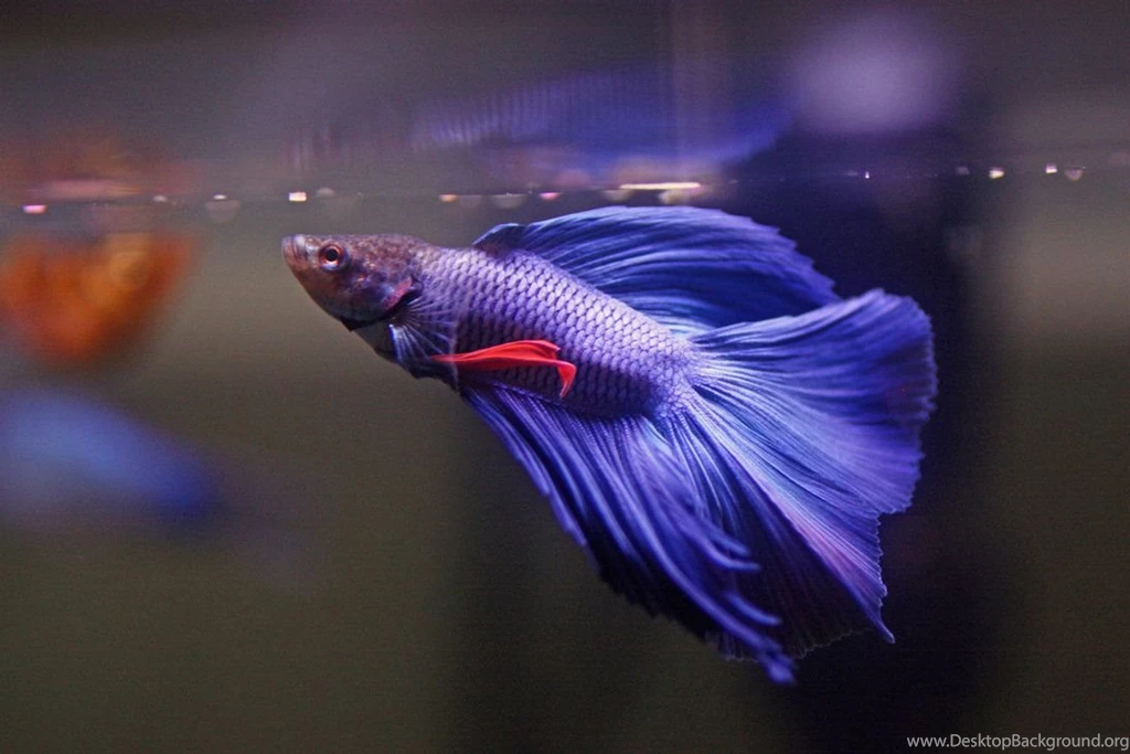 Betta At Feeding Time By Magicia On DeviantArt