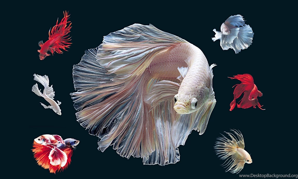 BETTA Siamese Fighting Fish Colorful Tropical Wallpapers ...