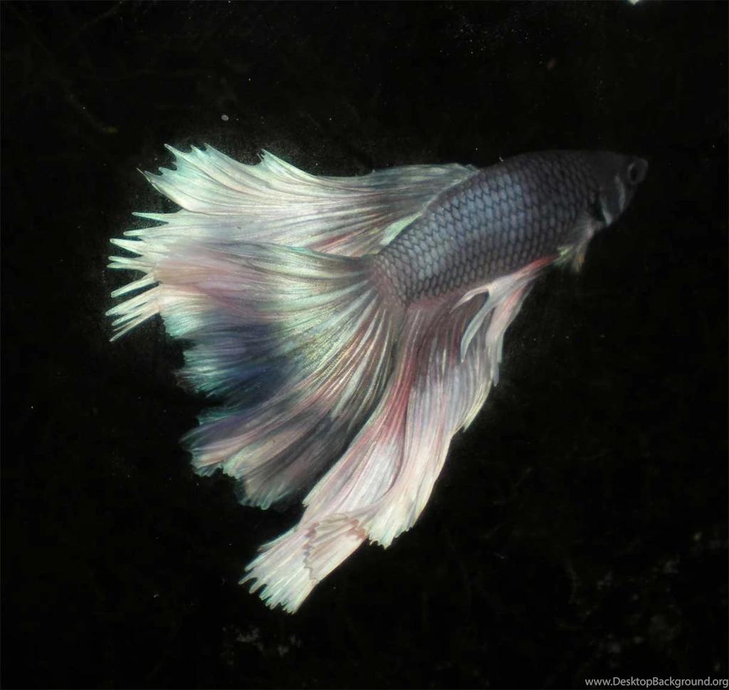 Free Wallpapers Betta Fresh Water Fish On Black Backgrounds Close Up ...