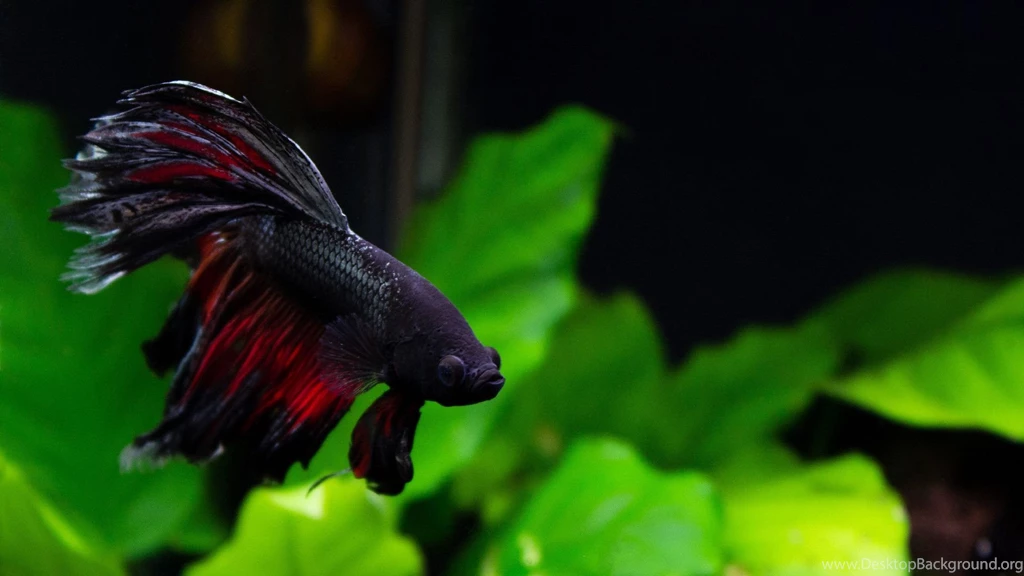 Daredevil, My Delta Tail Betta   Wallpapers (1920x1080) : Bettafish