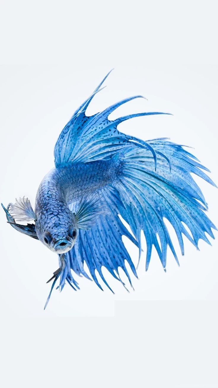 Apple iPhone 6s Wallpapers With Blue Betta Fish In White Backgrounds ...