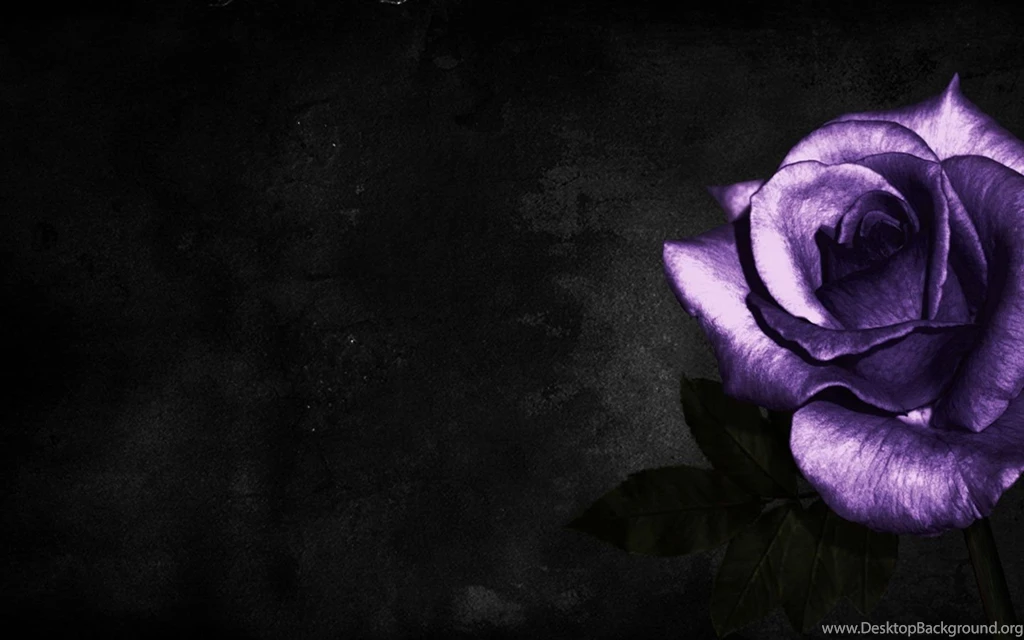Free Wallpapers Purple Rose Wallpapers   (