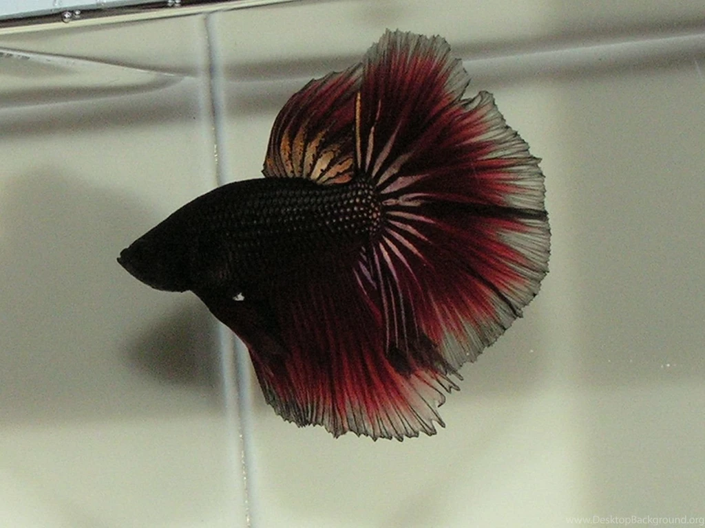 Free Wallpapers Red Halfmoon Betta