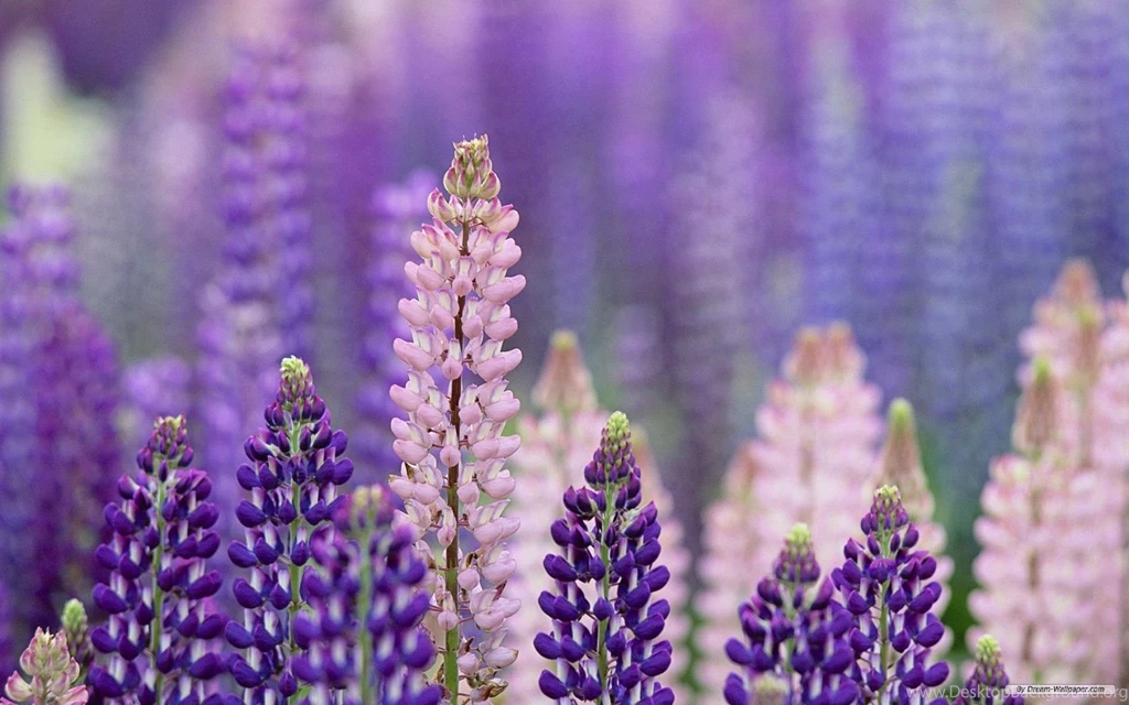 Free Wallpapers   Free Nature Wallpapers   Purple Landscape Plants ...