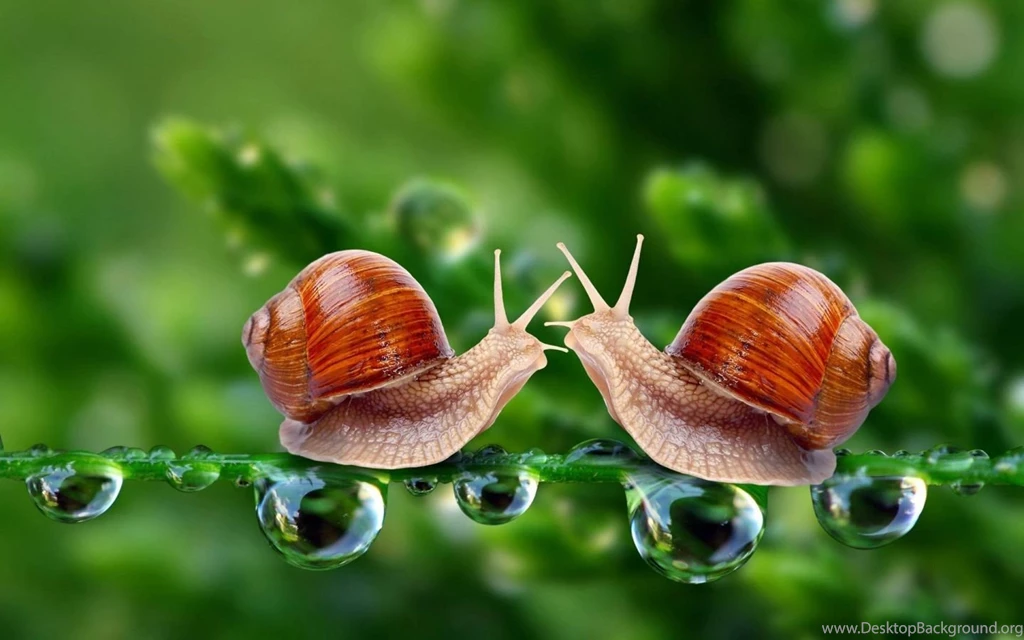 Free Wallpapers For Android Mobile R9I   MYWALLPAPERWORLD.COM