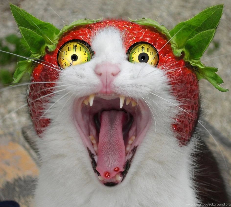 Crazy Cat By Gkssjovi On DeviantArt