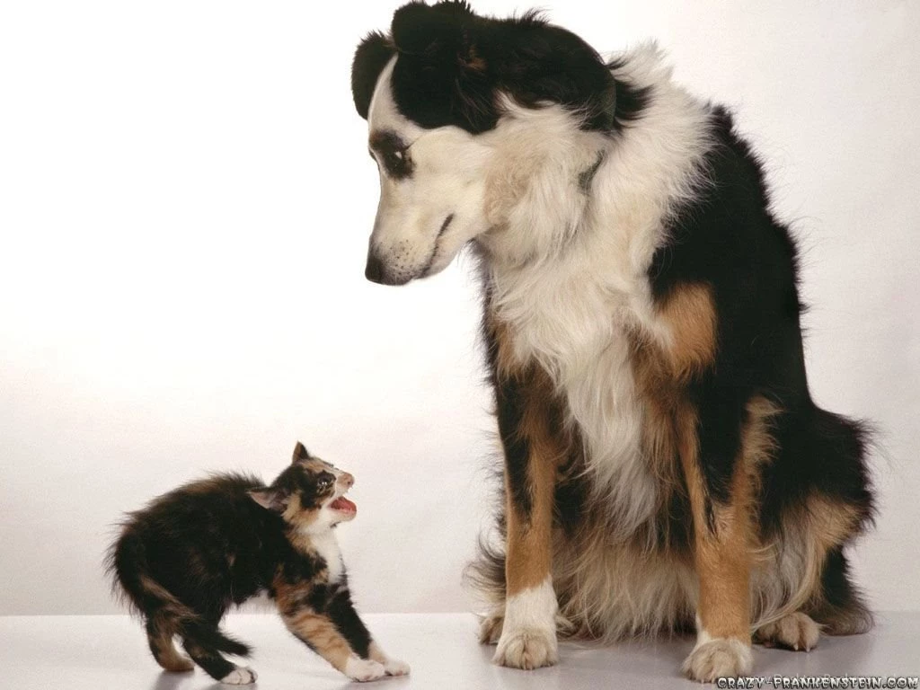 Funny Animal Wallpapers   Page 5   Crazy Frankenstein