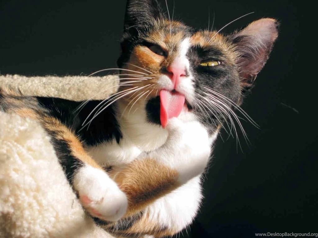 Crazy Cat Live Wallpapers Android Apps And Tests AndroidPIT