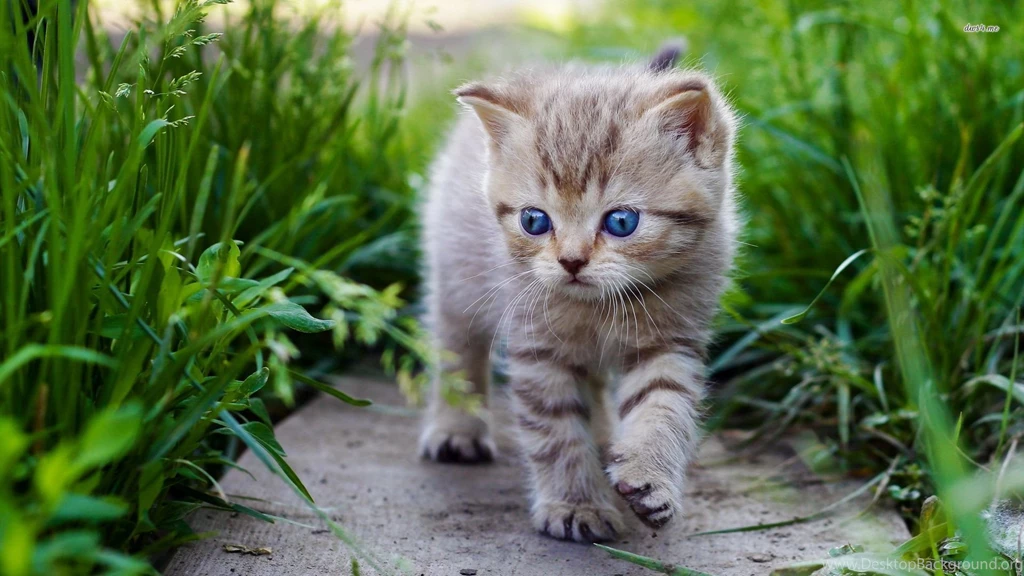 Cute Baby Cat Wallpapers   Animal Wallpapers