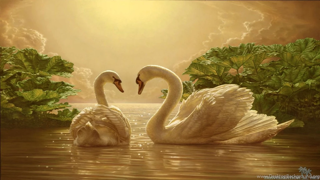 Download Beautiful Love Swan Wallpapers